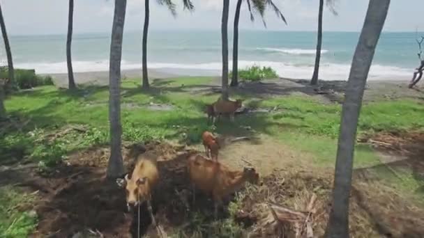 Vista aérea de una playa en Bali — Vídeos de Stock