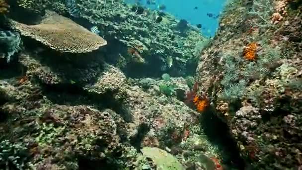 Unterwasseraufnahmen eines wunderschönen Korallenriffs — Stockvideo