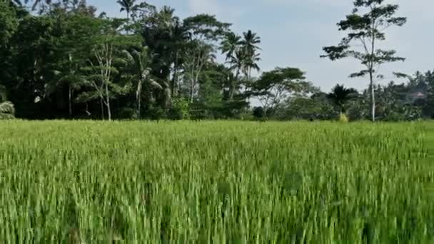 Schöne reisfelder in indonesien — Stockvideo