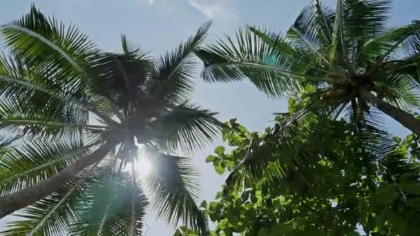 Palmbomen op resort in Indonesië — Stockvideo