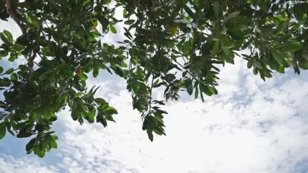 Rayos solares que goteaban a través de las hojas de un árbol tropical — Vídeos de Stock