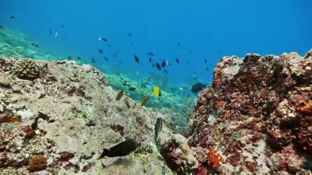 Imágenes submarinas de un hermoso arrecife de coral — Vídeo de stock