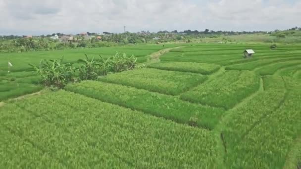 在巴厘岛上的稻田鸟瞰图 — 图库视频影像