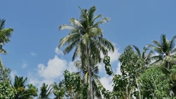 Пальмы на курорте Индонезии — стоковое видео