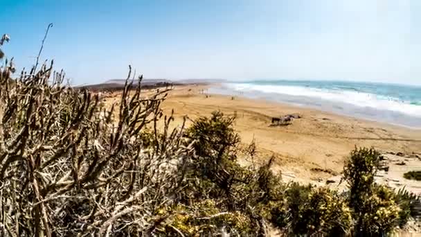 モロッコのビーチでサボテンのタイムラプス — ストック動画