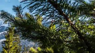 ağaçlar içinde belgili tanımlık geçmiş güzel bir dağ manzaralı