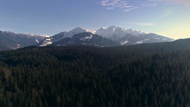 Aerial film av en skog med berg — Stockvideo