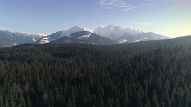 Aerial film av en skog med berg — Stockvideo