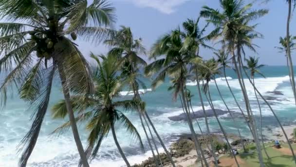 Luchtfoto Beelden Van Sommige Palmen Naast Oceaan Sri Lanka Slowmotion — Stockvideo