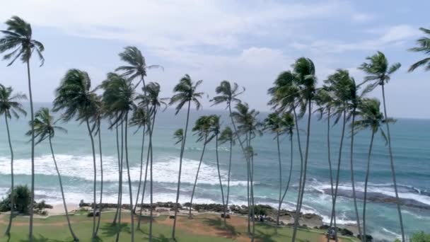 スリランカの海の横にあるいくつかのヤシの空中映像 スローモーションの映像を — ストック動画