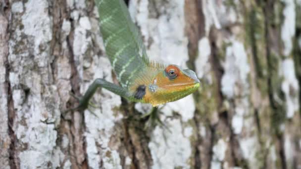 Close Lagarto Agamid Selvagem Árvore Ilha Tropical Costa Sri Lanka — Vídeo de Stock