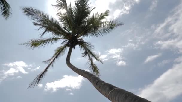 スリランカの海岸の青い空とヤシの木と熱帯の島の表示 — ストック動画