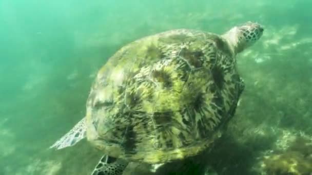 Close Van Turtle Onderwater Schoon Water Van Oceaan — Stockvideo