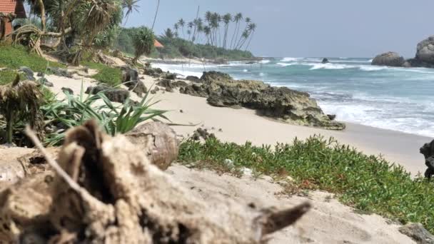 Kumlu Plaj Tropikal Adası Palmiye Ağaçları Mavi Gökyüzü Üzerinde Sri — Stok video