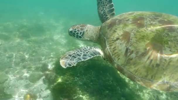 Primo Piano Tartaruga Sott Acqua Acqua Pulita Oceano — Video Stock