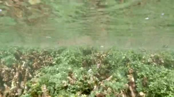 Вид Море Світу Під Водою Синій Океан Велігама — стокове відео