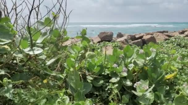 緑の木々 と青い空スリランカ海岸に岩の多いビーチの熱帯島の眺め — ストック動画
