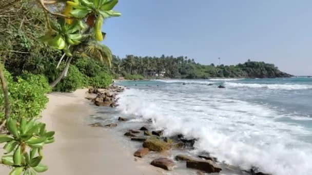 Widok Tropikalnej Wyspie Rosną Palmy Błękitne Niebo Wybrzeżu Sri Lanki — Wideo stockowe