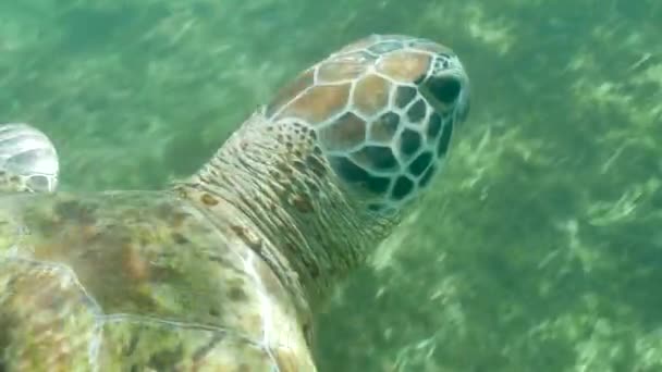 Close Van Turtle Onderwater Schoon Water Van Oceaan — Stockvideo