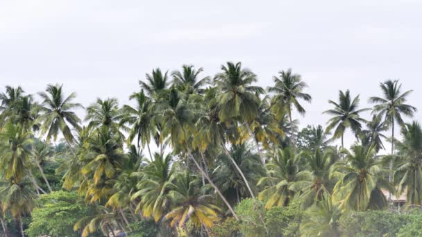 Vista Ilha Tropical Com Palmeiras Com Céu Azul Costa Sri — Vídeo de Stock