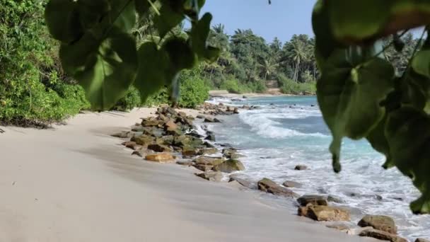 Utsikt Över Sandstranden Stranden Tropical Island Med Palmer Och Blå — Stockvideo