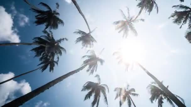 Idő Telik Palms Felhős Kék Alatt — Stock videók