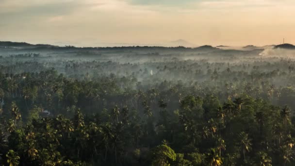 Zeitraffer Des Nebels Über Palmenspitzen Bei Sonnenaufgang — Stockvideo