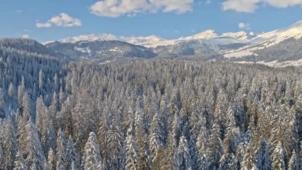 Laax Winter Waldlandschaft Luftaufnahme — Stockvideo