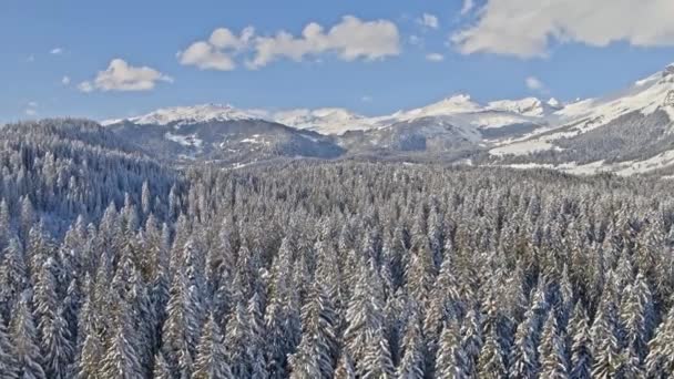 Laax Winter Waldlandschaft Luftaufnahme — Stockvideo