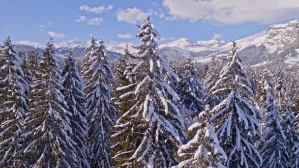 Laax Winter Forest Landskap Flygfoto — Stockvideo