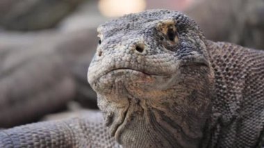 Komodo Dragon 'un vahşi doğasında yavaş çekim.