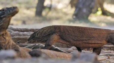 Komodo Dragon 'un vahşi doğasında yavaş çekim.