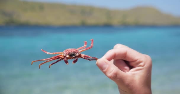 Closeup Persons Hand Holding Little Crab Blurred Sea Background Slowmotion — 비디오