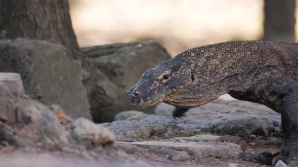 Närbild Komodo Dragon Vid Vild Natur Slow Motion — Stockvideo
