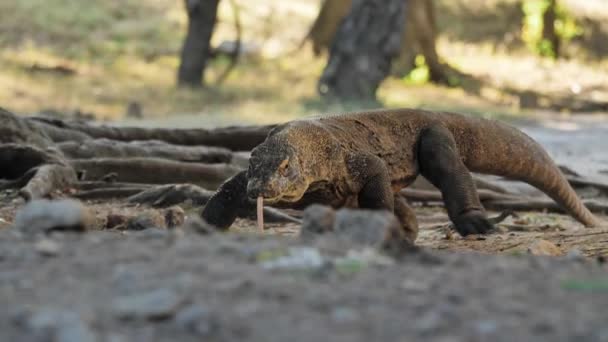 Komodo Dragon Vahşi Doğasında Yavaş Çekim — Stok video