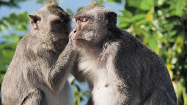 Closeup Indonesia Monkeys Slowmotion — Stock Video