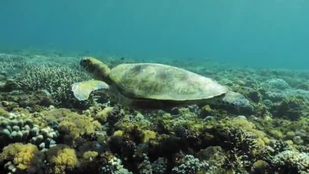 Tortuga Moviéndose Largo Del Arrecife Vista Submarina Cámara Lenta — Vídeo de stock