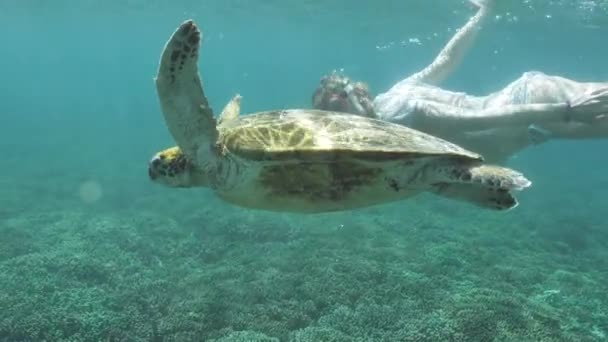 Χελώνα Και Γυναίκα Snorkeling Ύφαλος Υποβρύχια Αργή Κίνηση — Αρχείο Βίντεο