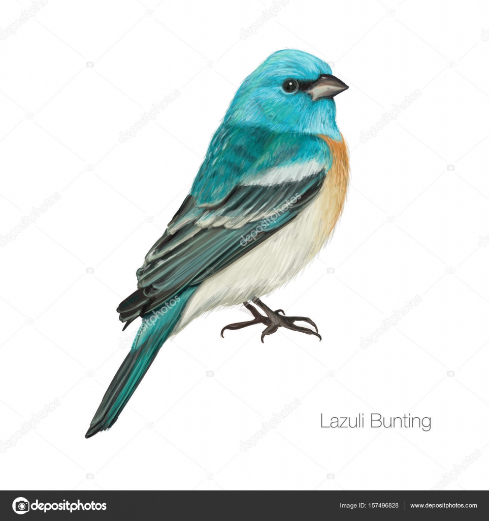 Exotic Blue cardinal bird — Stock Vector © natalka.dmitrova #157496828