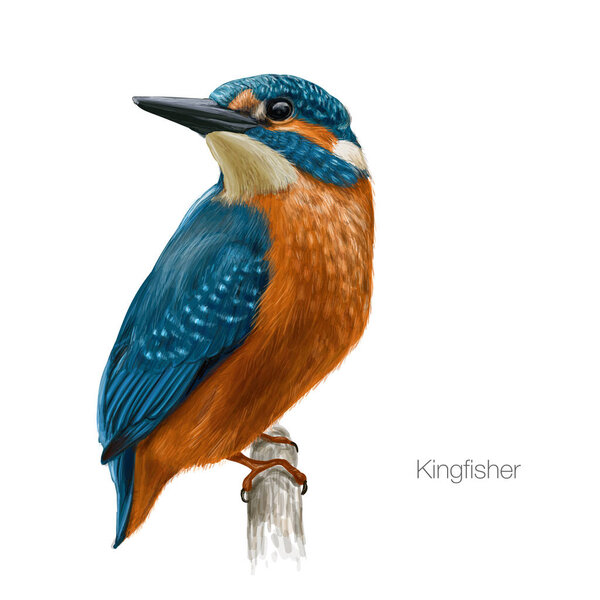 Kingfisher hand drawn vector illustration. 