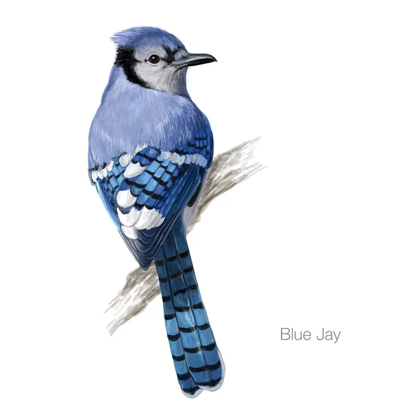 104 Blue Jay Flying Vector Images Blue Jay Flying Illustrations Depositphotos
