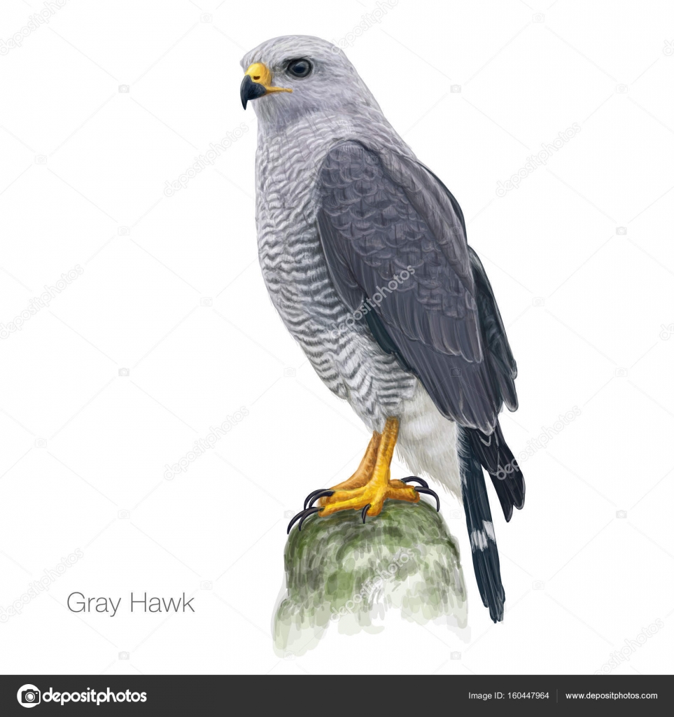 Illustrazione dettagliata di vettore disegnato a mano di falco grigio — Vettoriale Stock