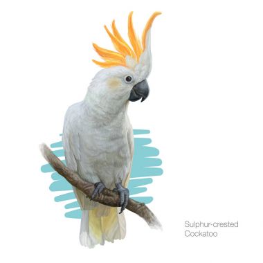 Cacatua Galerita Premium Vector Download For Commercial Use Format Eps Cdr Ai Svg Vector Illustration Graphic Art Design