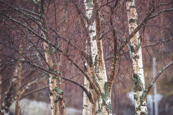 Sisin içinde çıplak ağaçlar — Stok fotoğraf