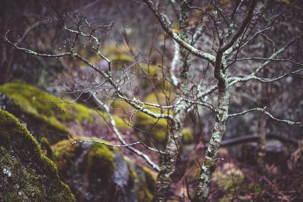 Árboles desnudos en el bosque con piedras en el musgo — Foto de Stock