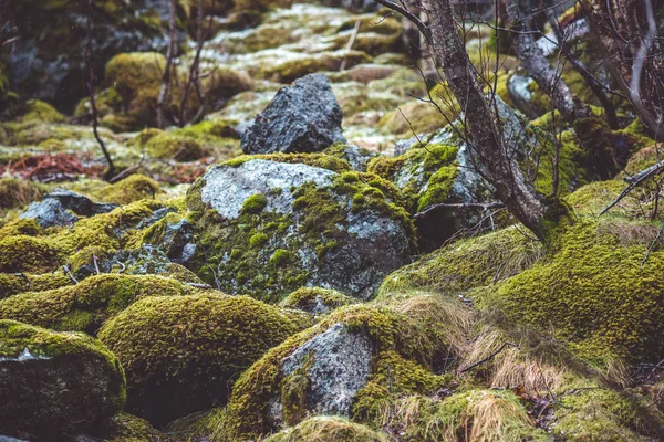 Árboles desnudos en el bosque con piedras en el musgo — Foto de Stock