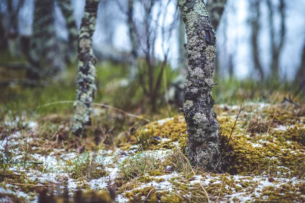 Árboles desnudos en el bosque con piedras en el musgo — Foto de Stock