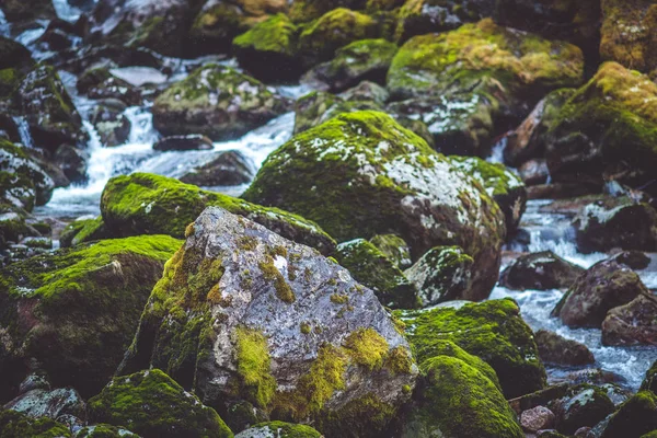 Moss taşlarla ormandaki şelale
