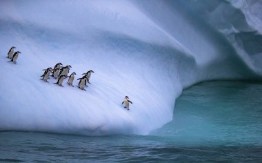 Penguenler koloni su yaklaşıyor. Suya yakın buzdağı yamacında bir penguen duruyor. Andreev.