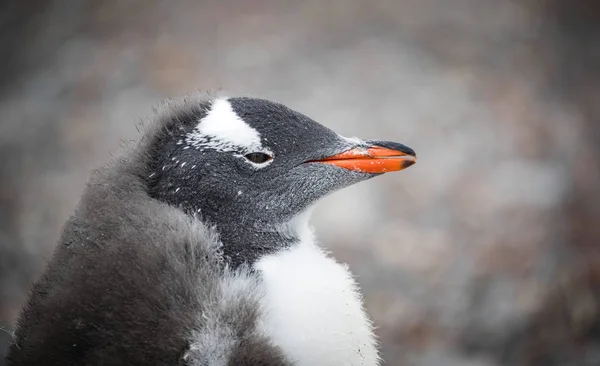 Penguen ağızlık yakın çekim portresi. Andreev.